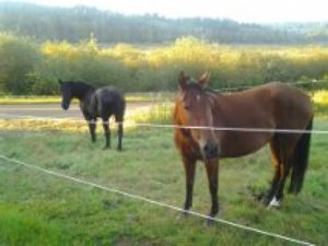 Chevaux enchères (enchères) chevaux postings tuent Chevaux enchères
