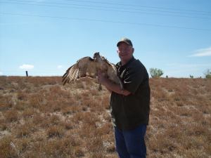 Août 2011, un apprenti Austringer à Laredo