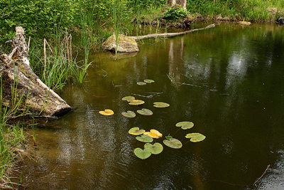 Cour arrière Pisciculture