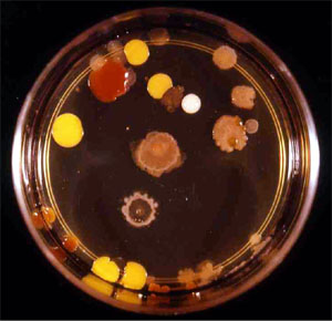 Bakterien Wachstum Wissenschaft Set