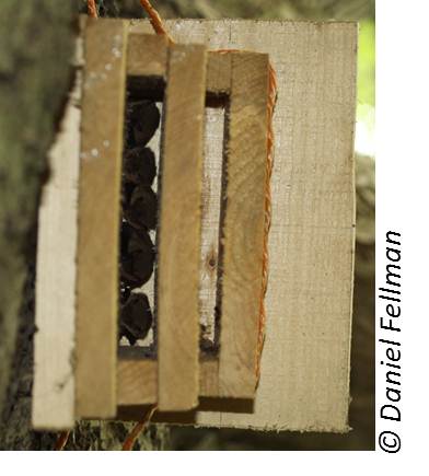 boîtes de chauve-souris - Bat Conservation confiance