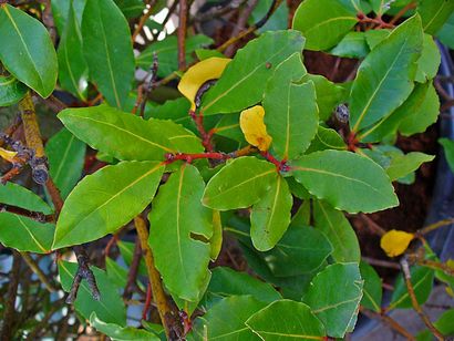 Bay Laurel avantages, effets secondaires et utilisations