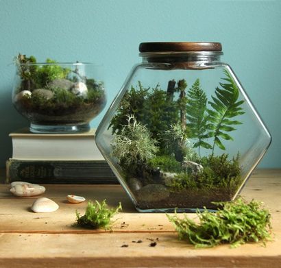 Belle Bricolage Terrarium Made Easy - un morceau de Rainbow