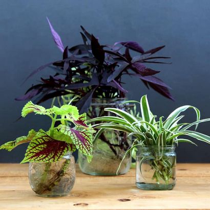 Belle Bricolage Terrarium Made Easy - un morceau de Rainbow