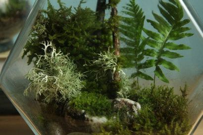 Belle Bricolage Terrarium Made Easy - un morceau de Rainbow