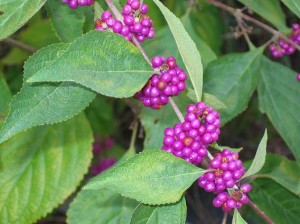 Beauté Berry; Insectifuge à base de plantes par Darryl Patton, Maître Woodsman