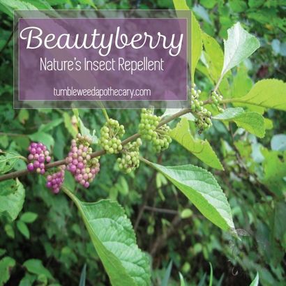 Répulsif des insectes (beautyberry) de beautyberry Nature Insectifuge de beautyberry Nature