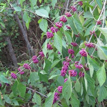 Répulsif des insectes (répulsif) de beautyberry Nature Insectifuge de beautyberry Nature