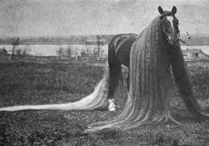 La beauté sauvera des chevaux élégants coiffures - La beauté sauvera (comment faire des styles de cheveux de cheval) La beauté sauvera des chevaux élégants coiffures - La beauté sauvera
