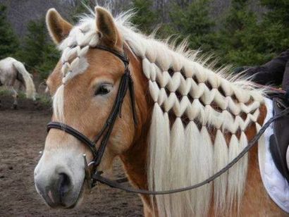 La beauté sauvera des chevaux élégants coiffures - La beauté sauvera