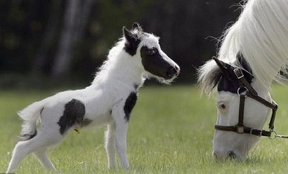 La beauté sauvera des chevaux élégants coiffures - La beauté sauvera (comment faire des styles de cheveux de cheval) La beauté sauvera des chevaux élégants coiffures - La beauté sauvera