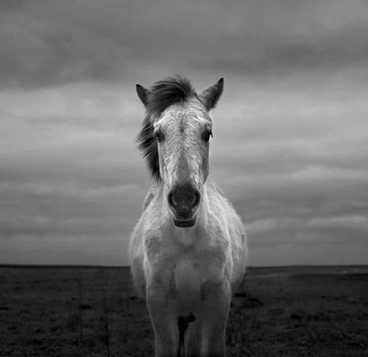 La beauté sauvera des chevaux élégants coiffures - La beauté sauvera (coiffures chevaux élégants) La beauté sauvera des chevaux élégants coiffures - La beauté sauvera