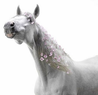 La beauté sauvera coiffures élégantes chevaux - La beauté sauvera (beauté) La beauté sauvera des chevaux élégants coiffures - La beauté sauvera