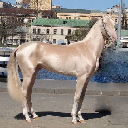 La beauté sauvera coiffures élégantes chevaux - La beauté sauvera (élégant) La beauté sauvera des chevaux élégants coiffures - La beauté sauvera