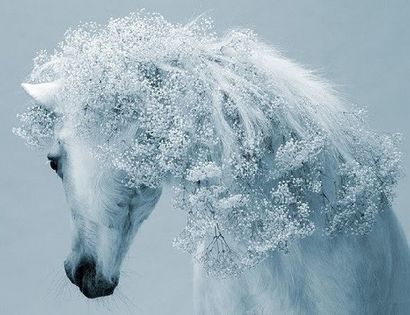 La beauté sauvera des chevaux élégants coiffures - La beauté sauvera (comment faire des styles de cheveux de cheval) La beauté sauvera des chevaux élégants coiffures - La beauté sauvera