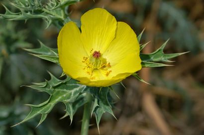 Avantages de Argémone (Argemone Mexicana) pour la santé, Conseils guérir les maladies