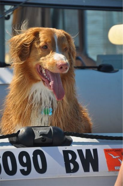 Les meilleurs chiens de navigation de plaisance - BoatUS Magazine (comment faire les chiens aiment l'eau) Les meilleurs chiens de navigation de plaisance - BoatUS Magazine