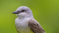 Compétences d'identification des oiseaux Comment apprendre chants et des cris d'oiseaux, Tout sur les oiseaux