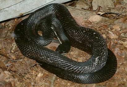 Rat Noir Informations Serpent - Faits