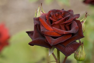 Bleu - Black Roses Do Black Roses Blue Roses existez-Exist