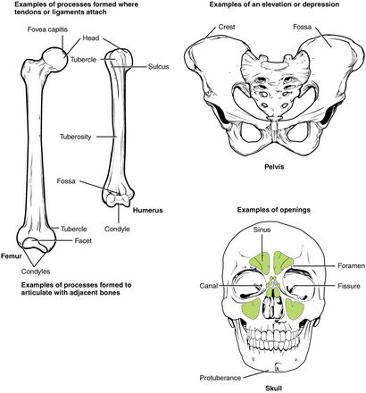 Structure osseuse - Anatomie et physiologie