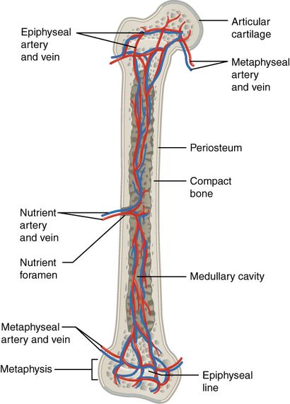 Structure osseuse - Anatomie et physiologie