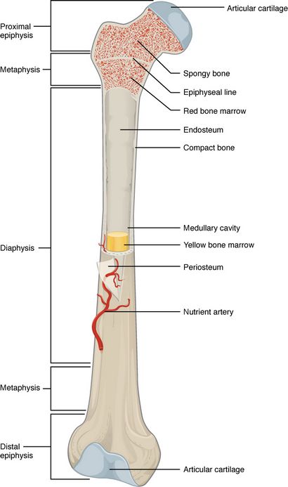 Structure osseuse - Anatomie et physiologie