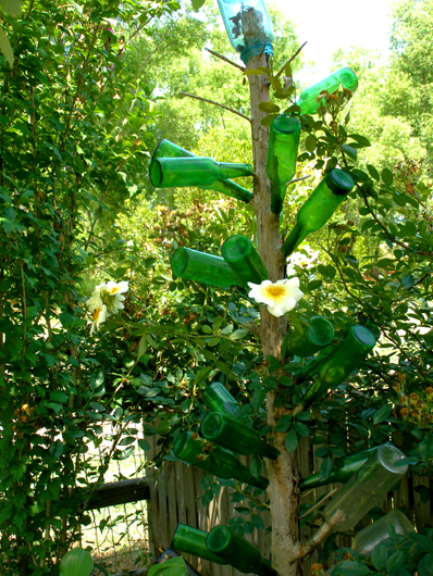 Les arbres de bouteilles