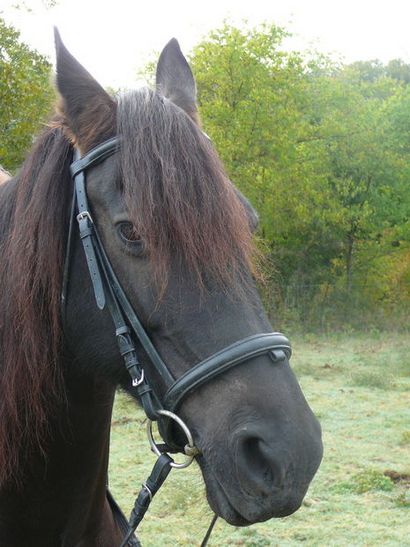 Tressé Bracelet en crin de cheval 9 étapes