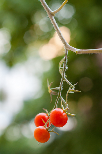 Bauen Sie ein Hausgemachte gedreht Tomate-Pflanzer - Sonntag Gardener