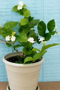 Kaufen Jasmin-Blumen-Tee Vorteile, Nebenwirkungen, wie zu machen, Kräutertees Online