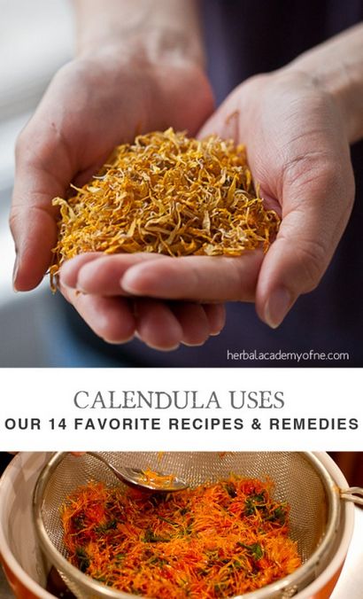 Calendula Verwendet Unsere 14 Lieblingsrezepte und Heilmittel - Kräuter Academy