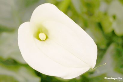 Calla-Lilien-Pflanze, Zantedeschia-Blume - Wie wachsen Pflege Innenaufnahme