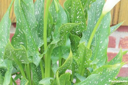 Calla-Lilien-Pflanze, Zantedeschia-Blume - Wie wachsen Pflege Innenaufnahme