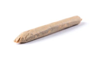 Cannagar Eine Zigarre ganz aus Cannabis - Grün Rausch Täglich