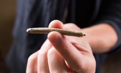 Cannagar Eine Zigarre ganz aus Cannabis - Grün Rausch Täglich