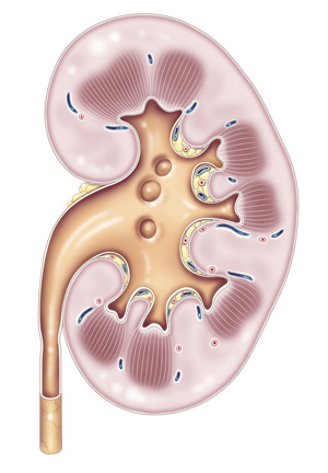 Carrières dans l'illustration médicale, IMI