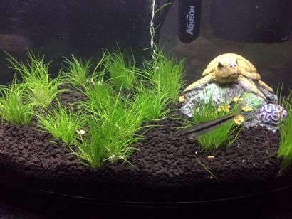 Nain herbe cheveux tapis, Mon Club Aquarium