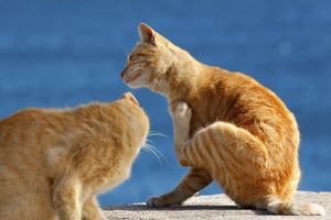 La maladie des griffes du chat, animaux en santé, personnes, CDC