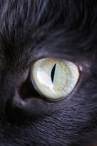 sens de chat (Без de кейворда) sens de chat