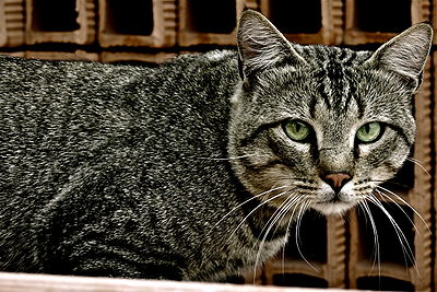 sens de chat (Без de кейворда) sens de chat
