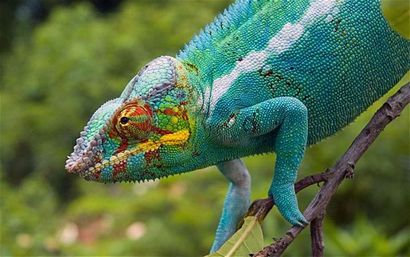 Chameleon Fakten für Kinder, Chamäleon Habitat - Diät