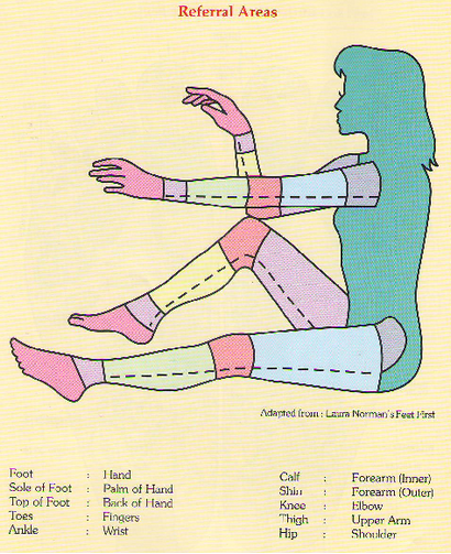 Diagramm der Fußreflexzonenmassage, Reflex Diagramm, Reflexzonen-Therapie und Fußreflexzonenmassage