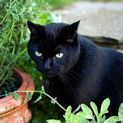 Découvrez ces économies estivales GoCat Da plumes d'oiseaux super Refill Jouets pour les chats, couleurs assorties