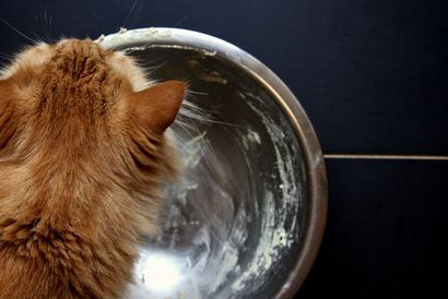 Chewy Katzen-Leckerli für Katzen, Freude der Baker