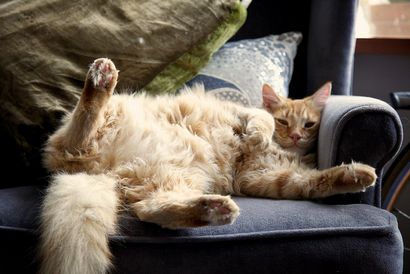 Chewy Katzen-Leckerli für Katzen, Freude der Baker