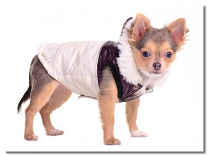 Chihuahua, Vestes et Imperméables Manteaux