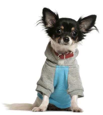 Chihuahua Pullover, Pullover für Chihuahuas und kleine Hunde