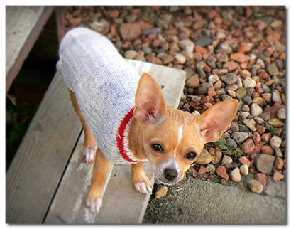 Chihuahua Pullover, Pullover für Chihuahuas und kleine Hunde