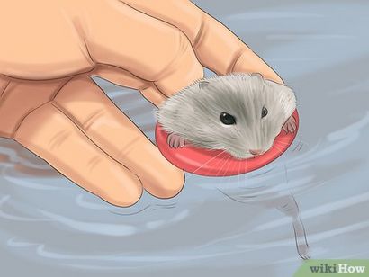 Des instructions claires sur la façon de donner en toute sécurité un hamster un bain